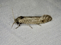 Micrerethista denticulata