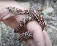 Pituophis catenifer affinis