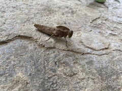 Xyleus discoideus