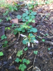 Desmodium rotundifolium