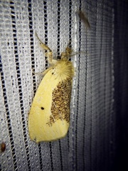 Kuromondokuga niphonis