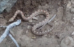 Pituophis catenifer affinis