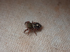 Phidippus