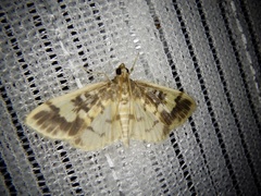 Pseudebulea fentoni