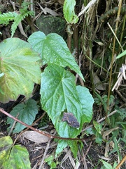 Begonia chuyunshanensis