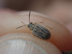 Ophraella communa