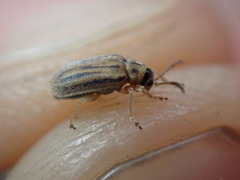 Ophraella communa