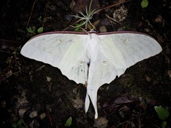 Actias aliena aliena