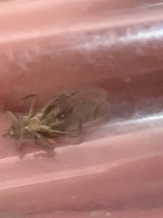 Hippoboscidae