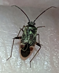 Polymerus