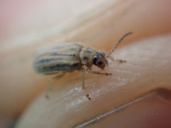 Ophraella communa