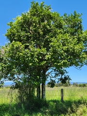 Siphonodon australis
