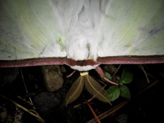 Actias aliena aliena