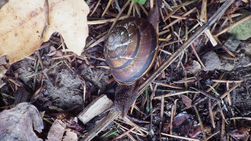 Monadenia fidelis