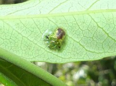 Austropsecadia chlorina