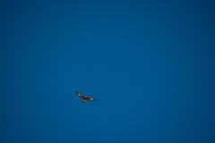 Aquila chrysaetos daphanea