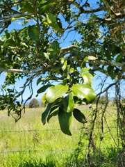 Siphonodon australis