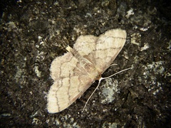Idaea foedata