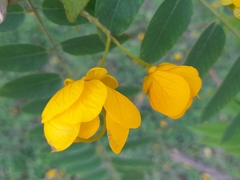 Senna spectabilis