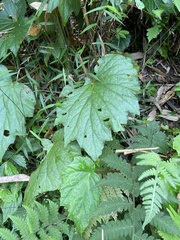Begonia palmata