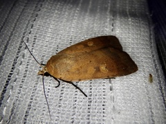 Sineugraphe oceanica