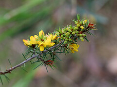Pultenaea acerosa