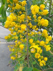 Senna spectabilis
