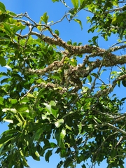 Siphonodon australis