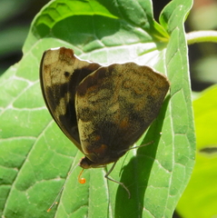 Eunica caralis