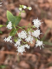 Ageratina jucunda
