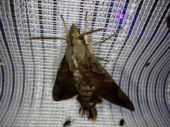 Macroglossum saga