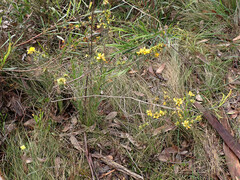 Pultenaea acerosa