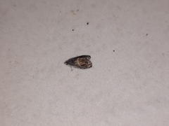 Lepidoptera