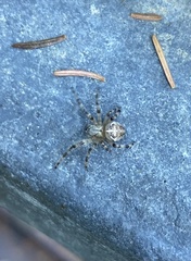 Araneus nordmanni