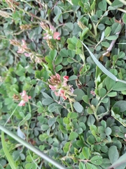 Alysicarpus vaginalis