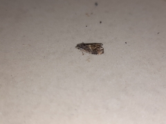 Lepidoptera