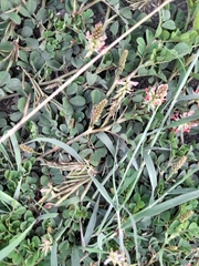 Alysicarpus vaginalis