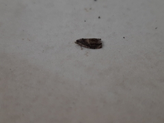 Lepidoptera