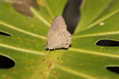 Euptychiina