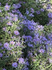 Symphyotrichum oblongifolium