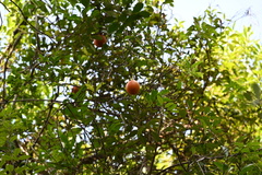 Melodinus suaveolens