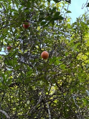 Melodinus suaveolens