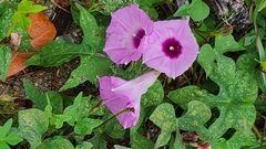 Ipomoea cordatotriloba
