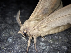 Dendrolimus spectabilis