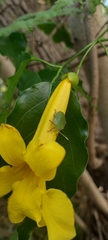 Edessinae