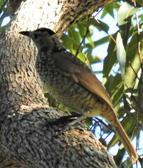 Sericulus chrysocephalus