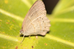 Euptychiina