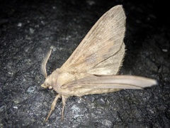 Dendrolimus spectabilis