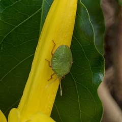 Edessinae