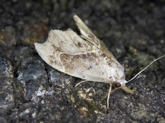 Euwilemania angulata